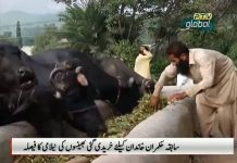 PTV News Report on Luxury cost of keeping 8 Pedigree Buffalo's bought for Nawaz Sharif to be Auctioned by PTI Government