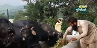 PTV News Report on Luxury cost of keeping 8 Pedigree Buffalo's bought for Nawaz Sharif to be Auctioned by PTI Government
