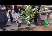 گورنر خیبر پختونخوا شاہ فرمان نے فروٹ فار آل پروگرام کے تحت حیات آباد میں پھلدار پودا لگا کر صوبے میں منصوبے کا باقاعدہ افتتاح کر دیا۔